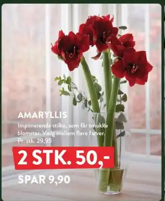 Plantorama Amaryllis tilbud