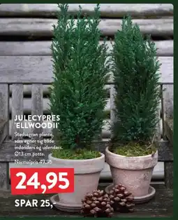 Plantorama Julecypres 'ellwoodii' tilbud