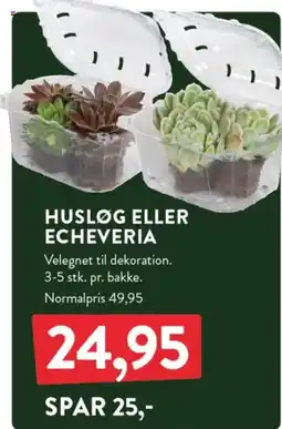 Plantorama Husløg eller echeveria tilbud