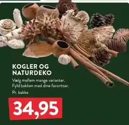 Plantorama Kogler og naturdeko tilbud