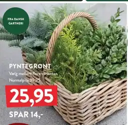 Plantorama Pyntegrønt tilbud