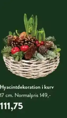 Plantorama Hyacintdekoration i kurv tilbud