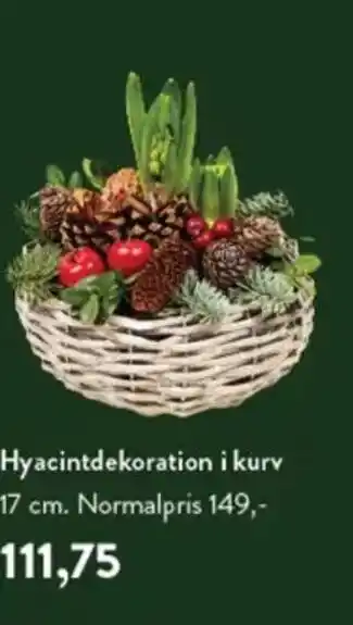 Hyacintdekoration i kurv