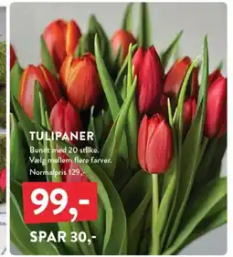 Plantorama Tulipaner tilbud