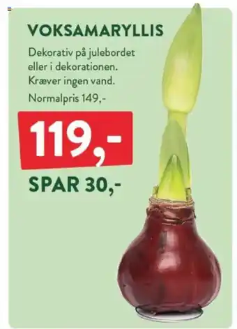 Plantorama Voksamaryllis tilbud
