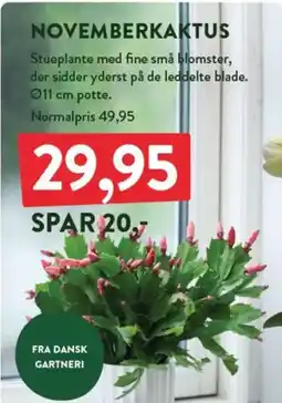 Plantorama Novemberkaktus tilbud