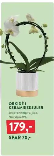Plantorama Orkidé i keramikskjuler tilbud