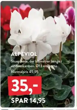 Plantorama Alpeviol tilbud
