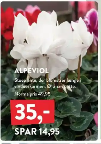 Plantorama Alpeviol tilbud