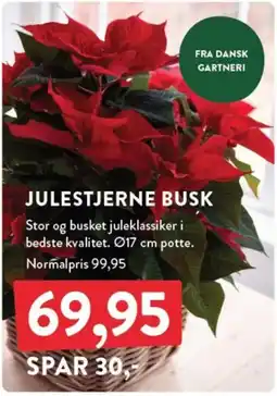 Plantorama Julestjerne busk tilbud