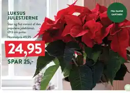 Plantorama Luksus julestjerne tilbud