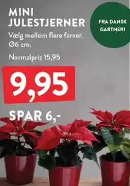 Plantorama Mini julestjerner tilbud