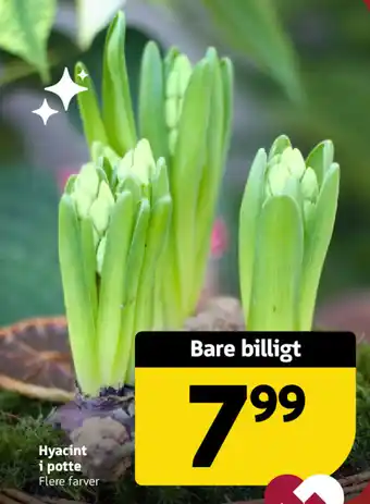 Løvbjerg Hyacint i potte Flere farver tilbud