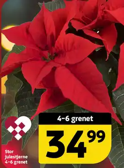 Løvbjerg Stor julestjerne 4-6 grenet tilbud