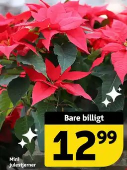 Løvbjerg Mini julestjerner tilbud