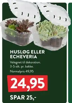 Plantorama HUSLØG ELLER ECHEVERIA, DKK 24.95 tilbud