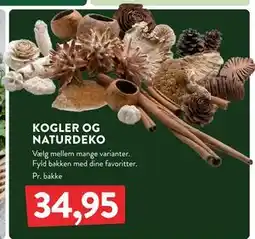 Plantorama KOGLER OG NATURDEKO, DKK 34.95 tilbud