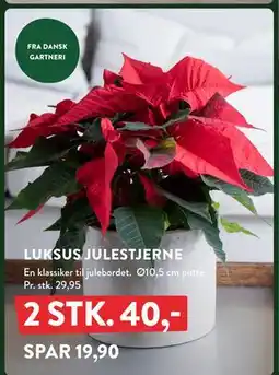Plantorama LUKSUS JULESTJERNE, DKK 40 tilbud