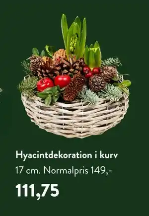 Plantorama Hyacintdekoration i kurv, DKK 111.75 tilbud