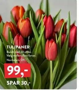 Plantorama TULIPANER, DKK 99 tilbud