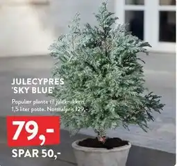 Plantorama JULECYPRES 'SKY BLUE', DKK 79 tilbud