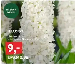 Plantorama HYACINT, DKK 9 tilbud