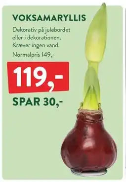 Plantorama VOKSAMARYLLIS, DKK 119 tilbud