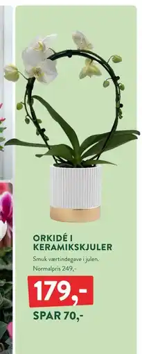 Plantorama ORKIDÉ I KERAMIKSKJULER, DKK 179 tilbud