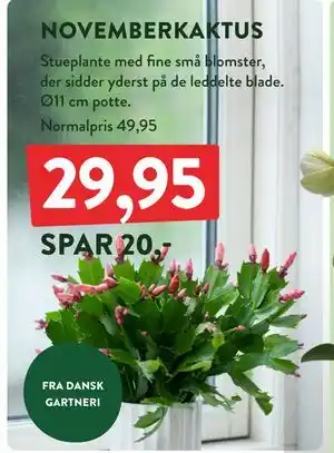 Plantorama NOVEMBERKAKTUS, DKK 29.95 tilbud