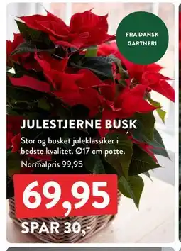 Plantorama JULESTJERNE BUSK, DKK 69.95 tilbud