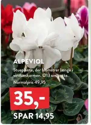 Plantorama ALPEVIOL, DKK 35 tilbud
