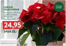 Plantorama LUKSUS JULESTJERNE, DKK 24.95 tilbud
