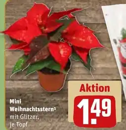 REWE DE Mini Weihnachtsstern¹ tilbud