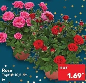 Kaufland DE Rose tilbud