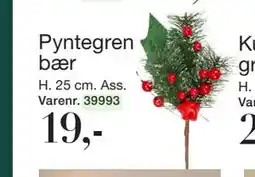 Harald Nyborg Pyntegren bær, DKK 19 tilbud