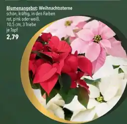 Citti Blumenangebot: Weihnachtssterne tilbud