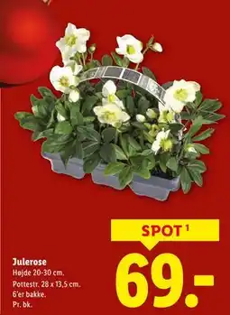 Lidl Julerose, DKK 69 tilbud
