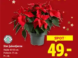 Lidl Stor julestjerne tilbud