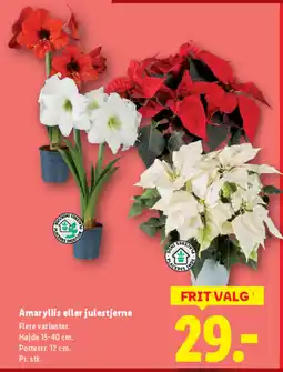 Lidl Amaryllis eller julestjerne tilbud