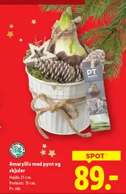 Lidl Amaryllis med pynt og skjuler tilbud