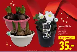 Lidl Hyacinter i skål eller julerose tilbud