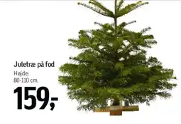 Føtex Juletræ på fod tilbud