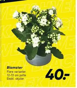Bilka Blomster, DKK 40 tilbud