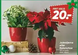 Bilka Julestjerne eller Kalanchoe, DKK 20 tilbud