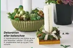 Bilka Kalenderdekoration med bloklys og pynt eller Kalanchoe i cellofan i 23 cm potte, DKK 99 tilbud