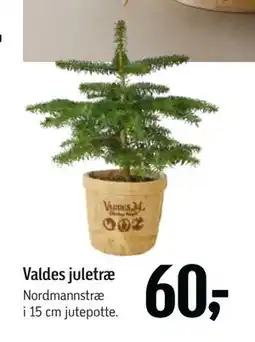 Føtex Valdes juletræ, DKK 60 tilbud