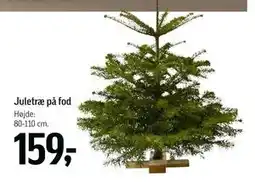 Føtex Juletræ på fod, DKK 159 tilbud