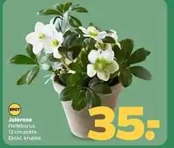 Netto Julerose, DKK 35 tilbud