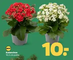Netto Kalanchoe, DKK 10 tilbud