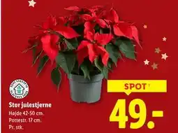 Lidl Stor julestjerne, DKK 49 tilbud